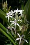 AMILAND_052.jpg (202825 Byte)