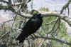 AMILAND_231.jpg (110127 Byte)